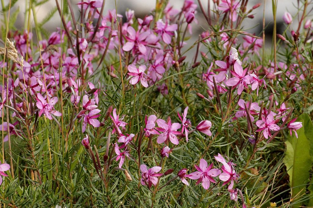Chamaenerion fleischeri
